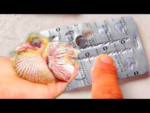 Видео: Почему Сохнут и Дохнут Голубята? Это им поможет!!! 