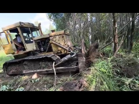 Видео: Бульдозер ЧТЗ Т130 Т170 расчищает деляну.