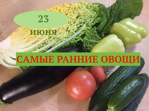 Видео: Самые крупные сорта жимолости. Идеальные огурцы. Супер подкормки. Дачные сезоны 23.06.18.