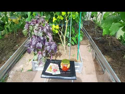 Видео: Острый перец " пикантный колокольчик " и " жгучий блондин"!!