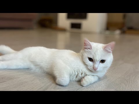 Видео: Каждый день к друзьям на дачу 