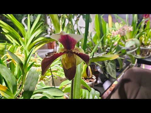 Видео: Первое цветение Paphiopedilum hybrid #paphiopedilum #orquideas #orchid #орхидеи