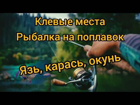Видео: Рыбалка на удочку 03.06.2023г. Крупный Карась, Язь, Окунь