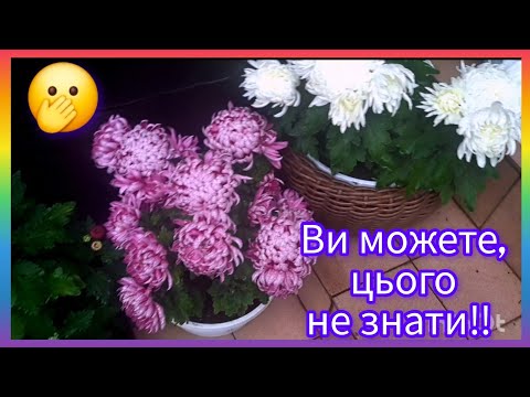 Видео: Если не знать, то можно потерять хризантему. Большецветковые, горшечные и различные