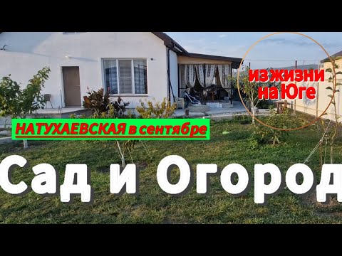 Видео: САД и ОГОРОД на ЮГЕ в СЕНТЯБРЕ. Натухаевская. #переезднаюг