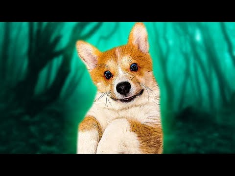 Видео: Все серии МАЛЕНЬКИЙ КОРГИ КОРЖИК!! НАЧАЛО!
