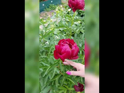 Видео: Прогулка по Пионовому Раю (июнь 2021)