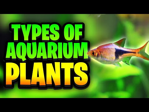 Видео: Типы аквариумных растений: все, что вам нужно знать, чтобы выбрать подходящее растение для вашего...
