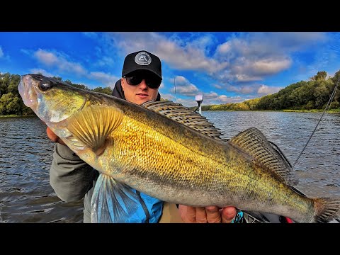 Видео: ДЕСНЯНСЬКИЙ СУДАК НА ДЖИГ! Ловля Осіннього Судака на Спінінг у Жовтні