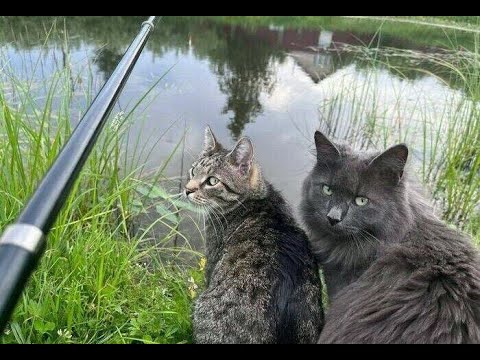 Видео: 😺 Ну и где рыба?! 🐈 Самое смешное видео с котами и котятами для хорошего настроения! 😺