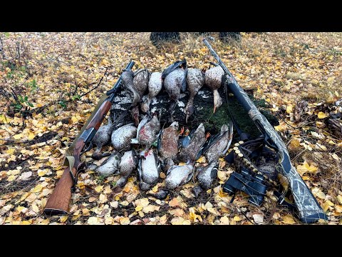 Видео: Охота на утку. Попали на перелет гуся. #охота #hunting #охотанауток