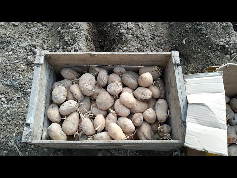 Видео: 2025 йил  8  фэврал  КАРТОШКА  ЭКАМИЗ