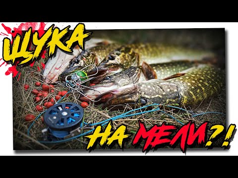 Видео: Ловля щуки на мелководье