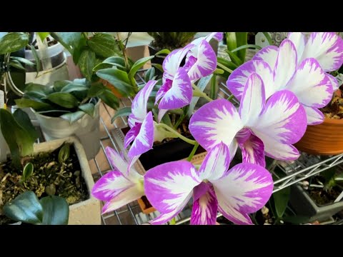 Видео: Мои короли и королевы в сентябре. Скромное цветение орхидей. Милтассия, фаленопсис , эпидендрум ❤️😁