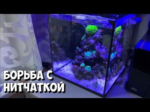 Видео: Нитчатка растворяется на глазах | Морской аквариум