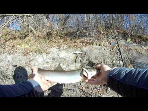 Видео: Ловля тайменя. Осенняя рыбалка на реке