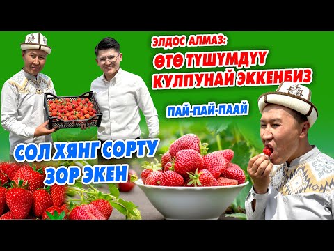 Видео: Белгилүү ырчы ЭЛДОС АЛМАЗДЫН башы КУЛПУНАЙДАН чыкты ~ СОЛ ХЯНГ сорту өтө түшүмдүү, тоюмдуу болот го