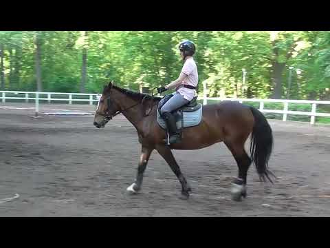 Видео: Работа с молодой лошадью. Ставим рабочую рысь. Тренировка на Глаше, ч.1