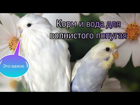 Видео: Корм для волнистых попугаев. Вода для попугаев