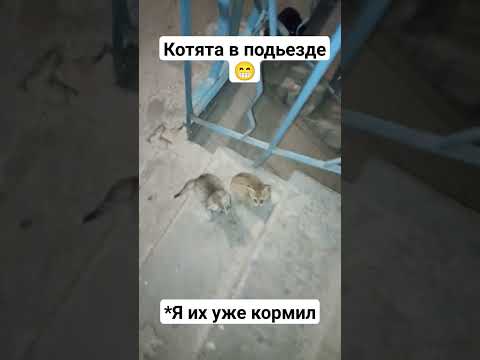 Видео: Котята в подьезде 😁