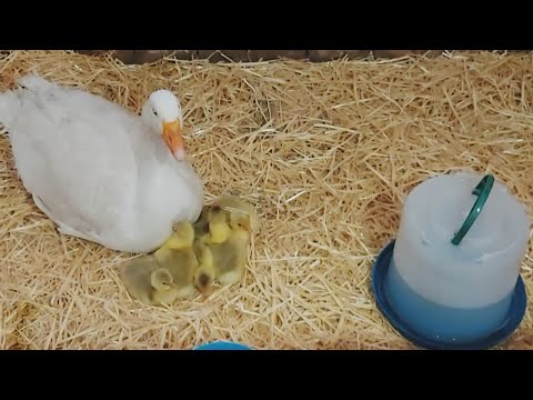 Видео: Гусыня вывела гусят !! И что мне с ними делать??