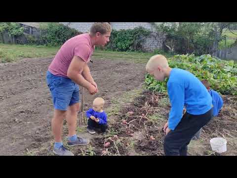 Видео: Збиралися викидати, але вирішили посадити. Як вродила "калимна" картопля.