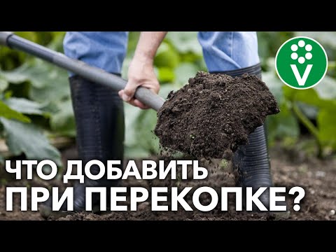 Видео: ОБЯЗАТЕЛЬНО ВНЕСИТЕ ЭТО ОСЕНЬЮ ДЛЯ ВОССТАНОВЛЕНИЯ ПЛОДОРОДИЯ!