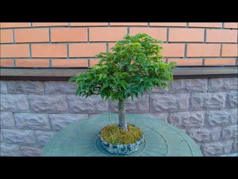 Видео: Клёны Японские бонсай Japanese Maples bonsai 2023 год 2 часть