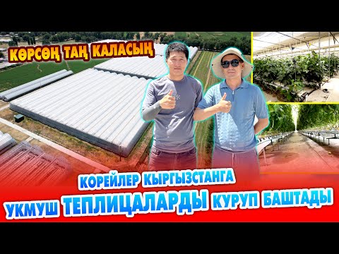 Видео: Корейлер курган ТЕПЛИЦА ушундай болот экен ~ 2 сотиктен 2 гектарга чейин ПОД КЛЮЧ жасап беришет