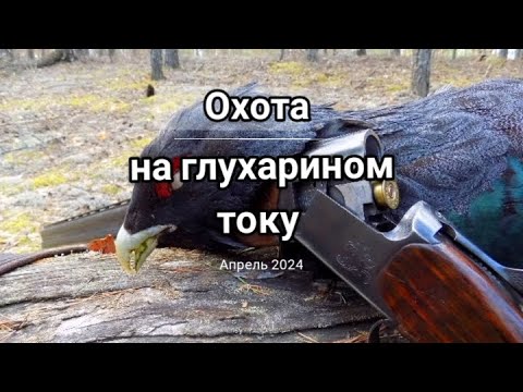 Видео: Охота на глухарином току в Марийских лесах.