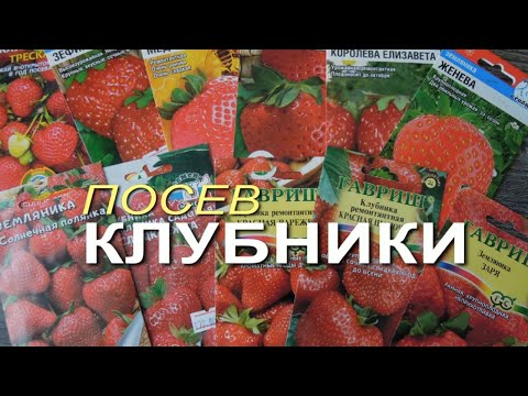 Видео: Способ КАК ПОВЫСИТЬ ВСХОЖЕСТЬ семян при посеве КЛУБНИКИ! Советы от ЗЕЛЕНОГО ОГОРОДА!