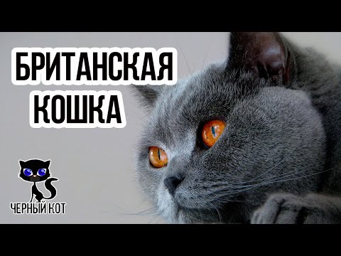 Видео: ✔ Британская кошка  –  красавица с массивным телом, полными щеками и короткой плюшевой шерстью.