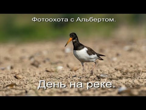Видео: Фотоохота с Альбертом. День на реке. часть вторая.