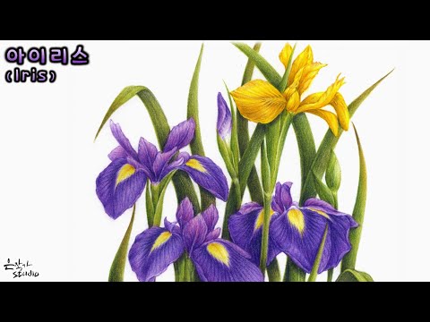 Видео: [Цветочный рисунок/Ботаническое искусство] № 54-2. Рисунок цветным карандашом ириса (Урок рисования)