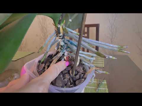 Видео: Орхидея с гнилым стволом. Выбрасываю отличные корни. Пересадка ДЕЛО ТАКОЕ 🤨...