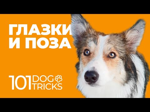 Видео: Собака не смотрит в глаза? 🐩 Учим трюки «Глазки» и «Поза»