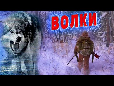 Видео: 🐺Он не думал, что эта встреча так изменит его судьбу!  Случай в тайге!