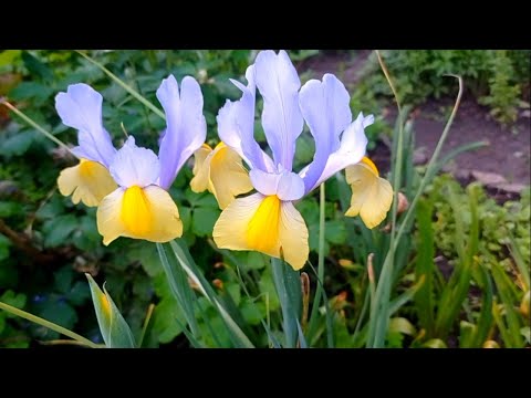 Видео: ЦВЕТЫ НА ДАЧЕ! Мой релакс! ❤️