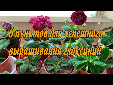 Видео: 6 Основных составляющих для успешного выращивания глоксиний