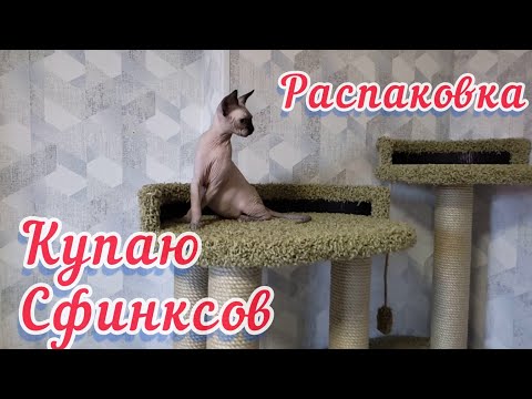 Видео: Купаю сфинксов Марса и Луну/Распаковка посылки для котят/Кошкин дом