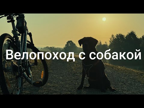 Видео: Велопоход с собакой | Green Velo + палатка у реки