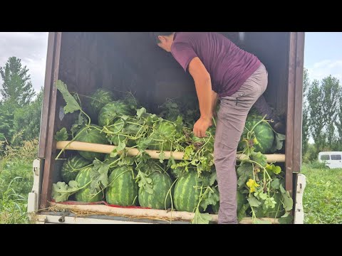 Видео: №18 🍉 Тарвуз финиш #Tarvuz  #finish #agriculture  #grizman