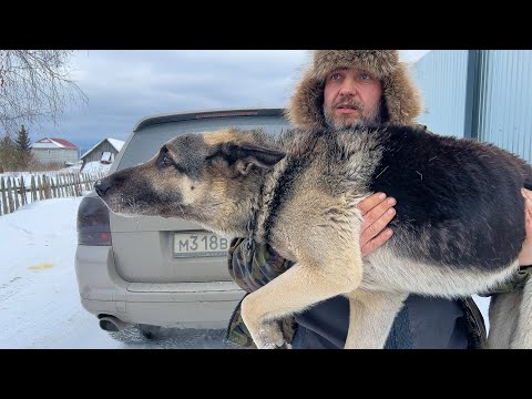 Видео: Собака приехавшая В КАНДАЛАХ. И как нам их снимать?!