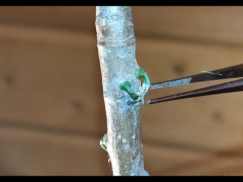 Видео: Как вырастить омелу - продолжение