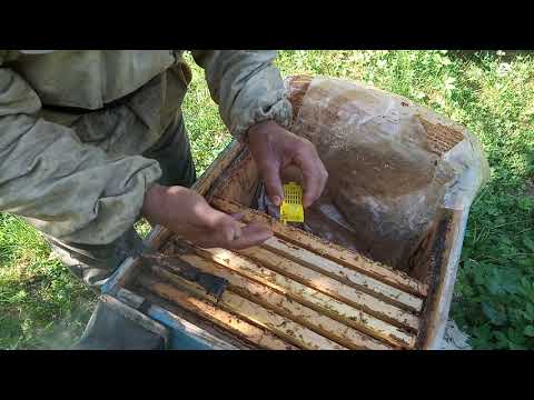 Видео: Обязательно  сделайте   это   и  приём   маток  гарантирован  .