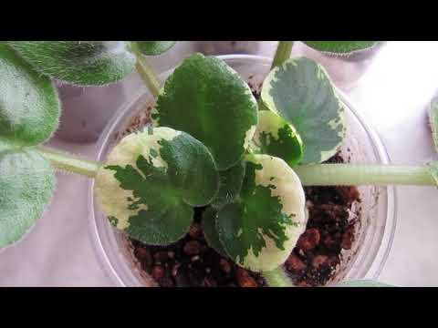 Видео: ЗАГНИВАЕТ ФИАЛКА!! НАДЕЖНЫЙ СПОСОБ СПАСТИ!! УСПЕШНЫЙ РЕЗУЛЬТАТ!!