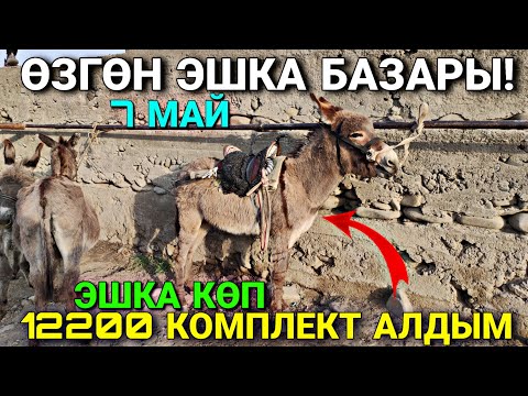 Видео: ЭШЕКТЕР ХИТ БОЛГОН ЗАМАН 😀 #байтв