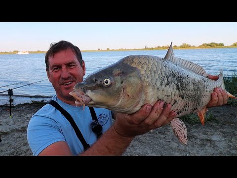 Видео: Здесь тонны рыбы! Постоянные поклевки Донского сазана!