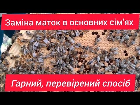 Видео: Заміна маток в основних сім'ях