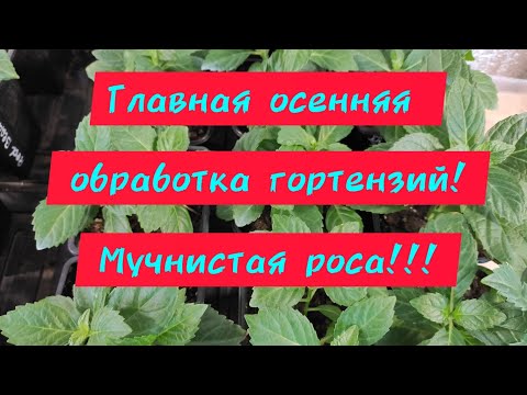 Видео: Главная осенняя обработка гортензий! Боримся с мучнистой росой!🚑🌱